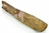 Hadrosaur (Edmontosaurus) Radius Section - Wyoming #371506-1